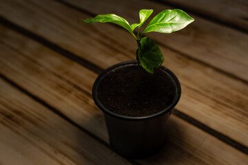 A young coffee tree in a flowerpot, illuminated by a point light.