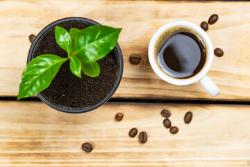 Young coffee tree, scattered coffee beans, cup of coffee