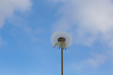 Fluffy dandelion on blue sky background. Freedom concept