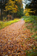 Herbst Laub weg Wanderung