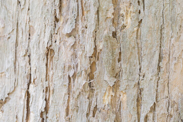 Teak tree bark texture fine quality wood