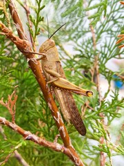 grasshopper on a branch