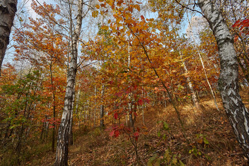 Golden autumn time in a wonderful forest.