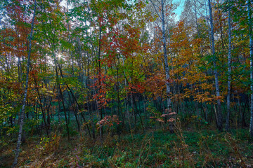 Golden autumn time in a wonderful forest.