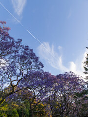 Jacaranda tree with thin clouds and blue sky.