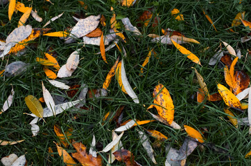 Fallen yellow leaves on green grass, top view. Autumn texture background