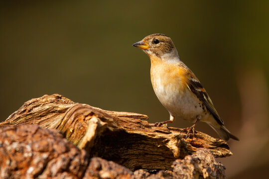 Female brambling, fringilla montifringilla, sitting on tree stump on a sunny spring day. . Little song bird with orange chest and brown head looking into the camera in horizontal composition.