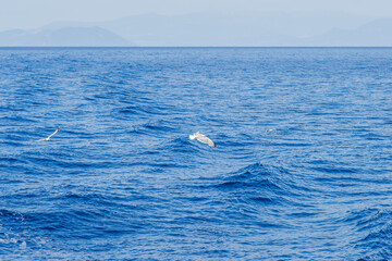 Evia island, Greece - June 28. 2020: Sea gull in a natural environment 