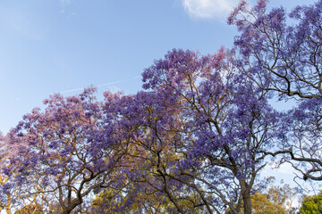 Looking up at Jacaranda tree with sunny blue sky.