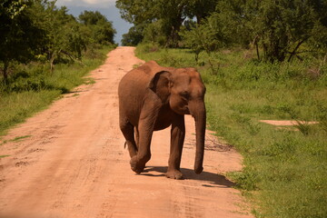 Fototapeta na wymiar Elefant in Nationalpark Sri Lanka