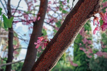 pink blossoms on tree trunks in selective focus