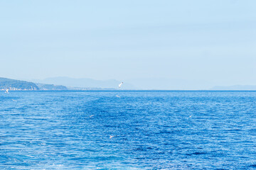 Evia island, Greece - June 28. 2020: Sea gull in a natural environment 