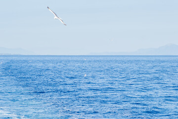 Fototapeta premium Evia island, Greece - June 28. 2020: Sea gull in a natural environment 