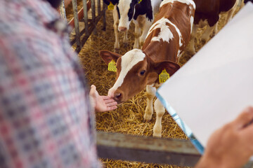 Farmer with clipboard taking care of little calf standing in barn on livestock farm - obrazy, fototapety, plakaty