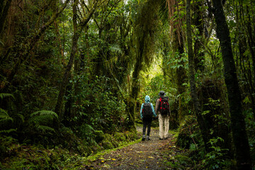 Couple walking in the forest on Carew Falls track in the Lake Brunner/Moana area, South Island, New Zealand