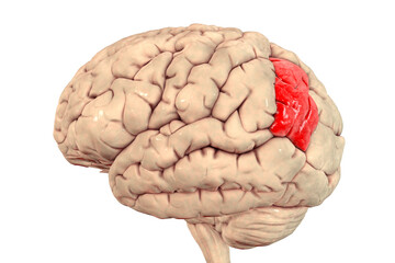 Human brain with highlighted angular gyrus