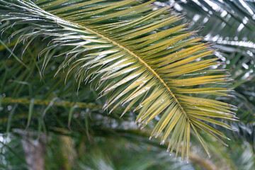 A palm tree leaf with snow flakes. Global warming effecting our nature. Natural background with copy space