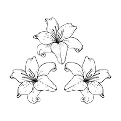 Vector black contour of lily flowers isolated on a white background.