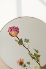 Fototapeta premium Dried pink rose reflection on a round mirror