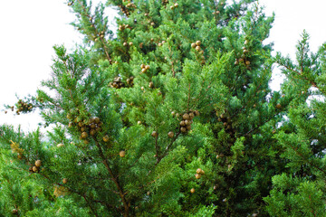 Green pine tree with lots of cones