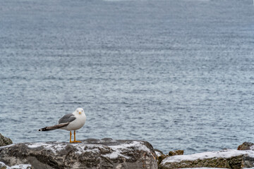 A single seagull with white and grey feathers staying on a snowy rock at the shore on a cold winter day. In background wavy water with copy space.