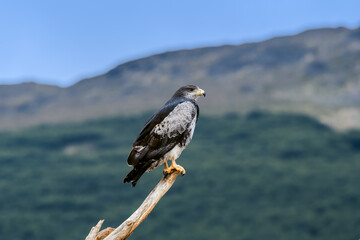 Black-chested Buzzard-eagle (Geranoaetus melanoleucus) in Ushuaia area, Land of Fire (Tierra del Fuego), Argentina