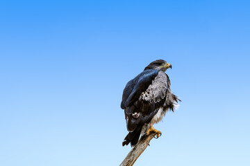 Black-chested Buzzard-eagle (Geranoaetus melanoleucus) in Ushuaia area, Land of Fire (Tierra del Fuego), Argentina