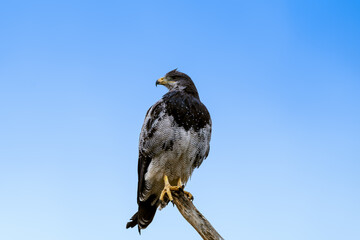 Black-chested Buzzard-eagle (Geranoaetus melanoleucus) in Ushuaia area, Land of Fire (Tierra del Fuego), Argentina