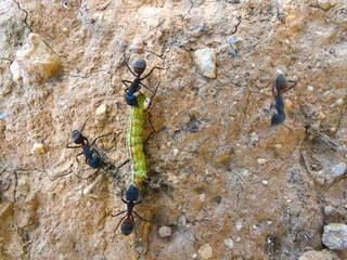 Magnificent macro photography of a fight between ants and a caterpillar in the nature of Provence