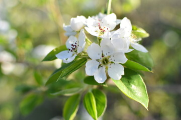 Beautiful branch of apple tree. Sunny spring day. Flowers bloomed on a branch. Photo sianto with selective focus