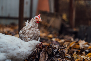White hens walking in the paddock. A white hen walks on a pile of dry leaves in an aviary on an autumn day on a farm