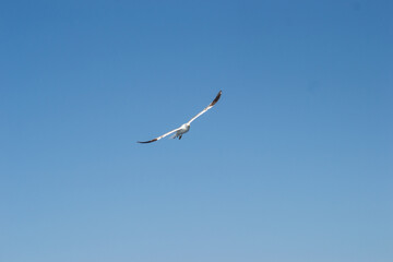 Evia island, Greece - June 28. 2020: Sea gull in a natural environment 