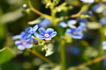 Fototapeta na wymiar Little blue forget-me-not flowers. Photo taken with a blurred focus.