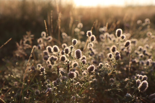 The pale pink fluffy flowers of Trifolium arvense (hare's-foot, rabbitfoot, stone or oldfield clover) in the field at sunrise, close-up, selective focus, copy space for text