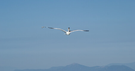 Evia island, Greece - June 28. 2020: Sea gull in a natural environment 