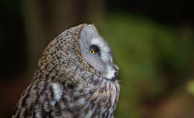 Profile of a Great Grey Owl