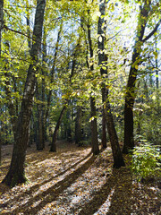 Fototapeta premium Yellow leaves trees in autumn forest