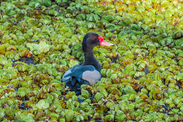 Rosy-billed Pochard (Netta peposaca) drake in pond overgrown with Giant Salvinia (Salvinia molesta) in park, Buenos Aires, Argentina