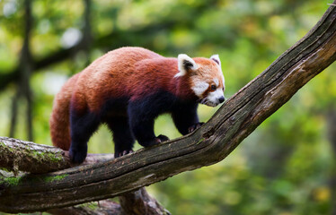 Red Panda