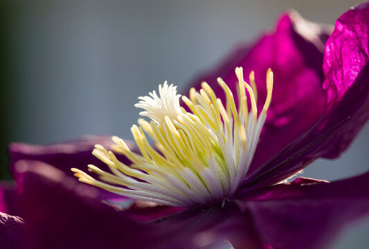 Close-up of a Clematis Flower
