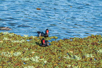 Rosy-billed Pochard (Netta peposaca) drake in pond overgrown with Giant Salvinia (Salvinia molesta)...