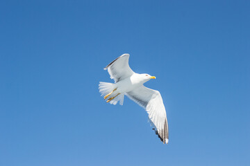 Fototapeta premium Evia island, Greece - June 28. 2020: Sea gull in a natural environment 