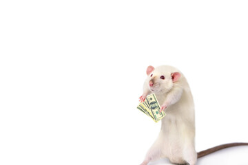 funny rat counts dollars in his hand on a white background