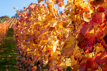 Herbst Weinberge Rotenberg farben weinanbau