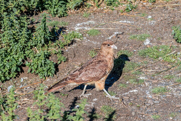 Chimango Caracara (Milvago chimango) at Magellanic Penguin colony in Ushuaia area, Land of Fire (Tierra del Fuego), Argentina
