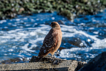 Chimango Caracara (Milvago chimango) in Ushuaia area, Land of Fire (Tierra del Fuego), Argentina