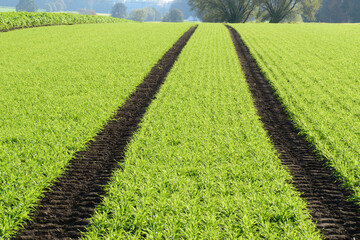 Treckerspur in einem Feld mit jungem Getreide