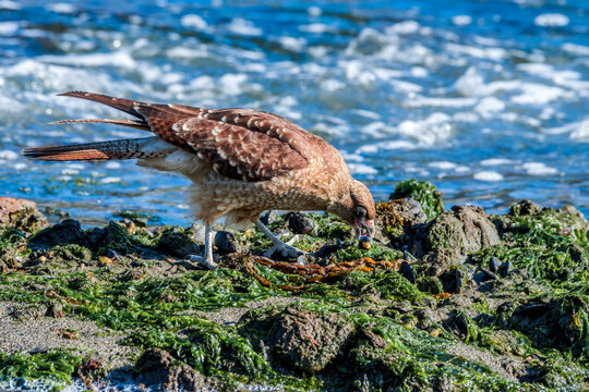 Chimango Caracara (Milvago chimango) in Ushuaia area, Land of Fire (Tierra del Fuego), Argentina