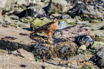 Chimango Caracara (Milvago chimango) in Ushuaia area, Land of Fire (Tierra del Fuego), Argentina