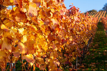 Herbst Weinberge Rotenberg farben weinanbau